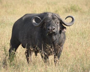 Nairobi National Park