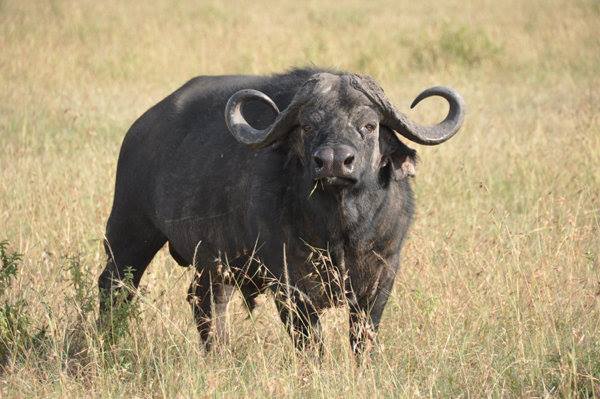 Nairobi National Park